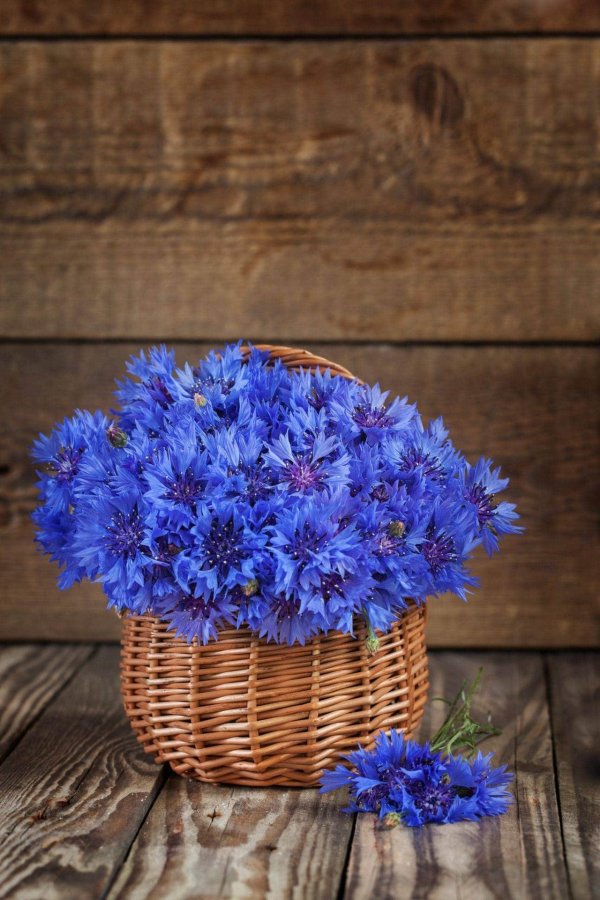 василек букет