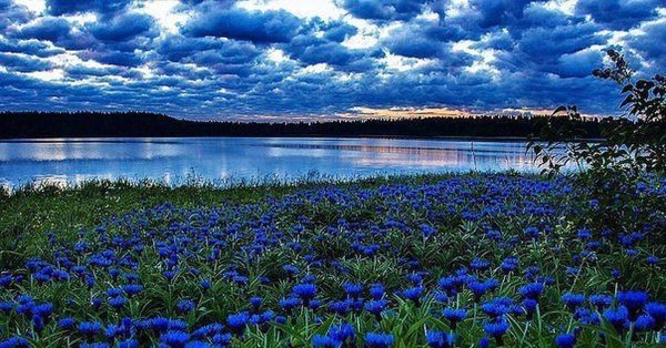 поле васильков