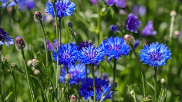 василёк донской