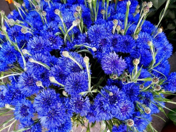 красивый букет васильков