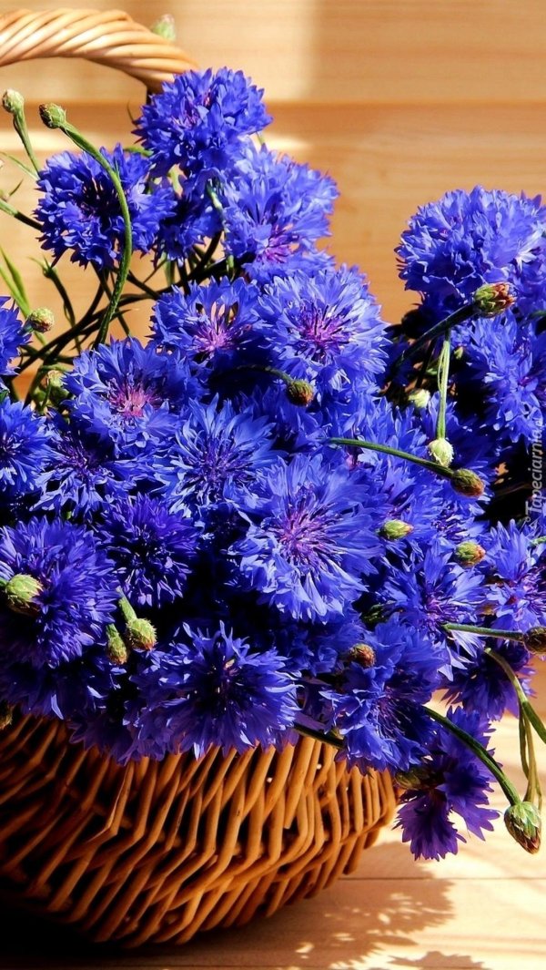 ханс эмменеггер букет васильков