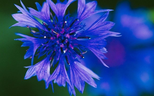 цветки василька