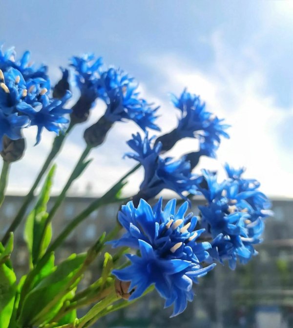 васильковый букет