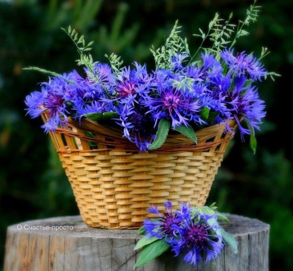 красивый букет васильков