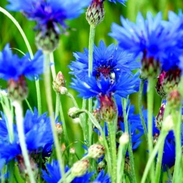 васильковое поле