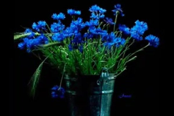 полевые цветы синие