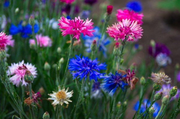 василек волошка