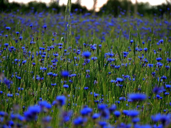 синие полевые цветы