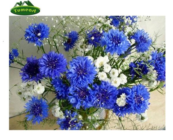 васильки букетик