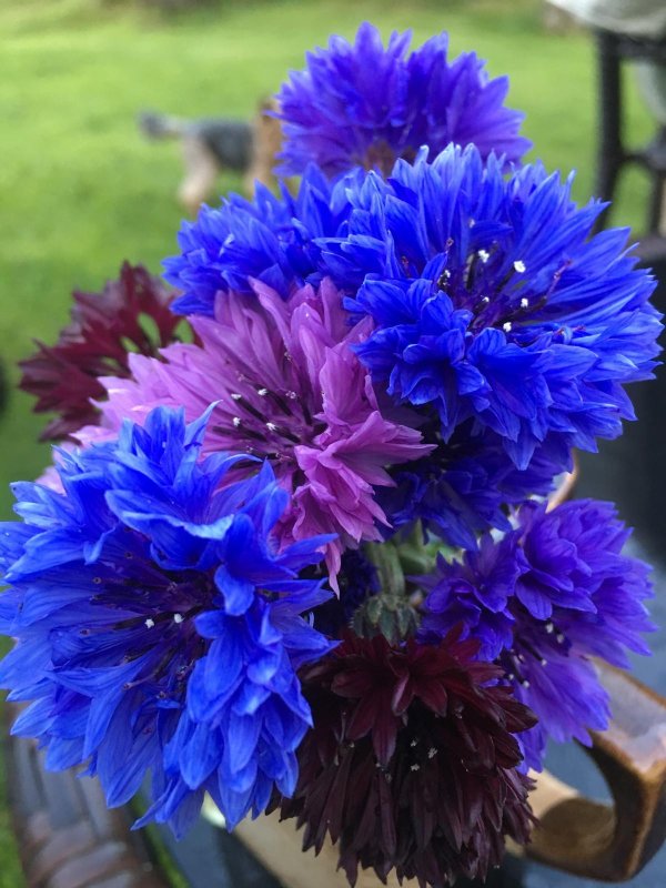 цветки василька