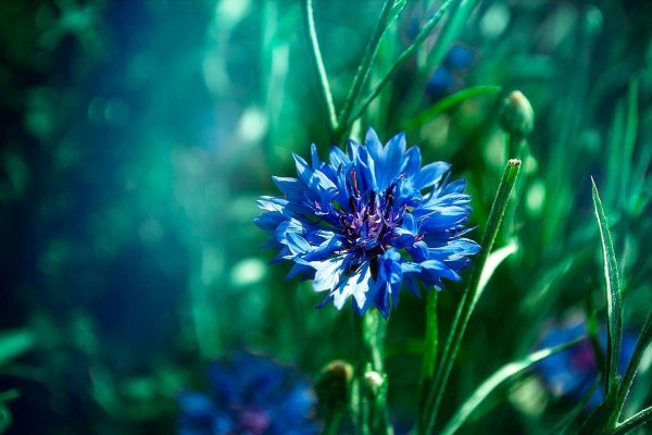 цветки василька синего