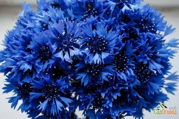 цветки василька