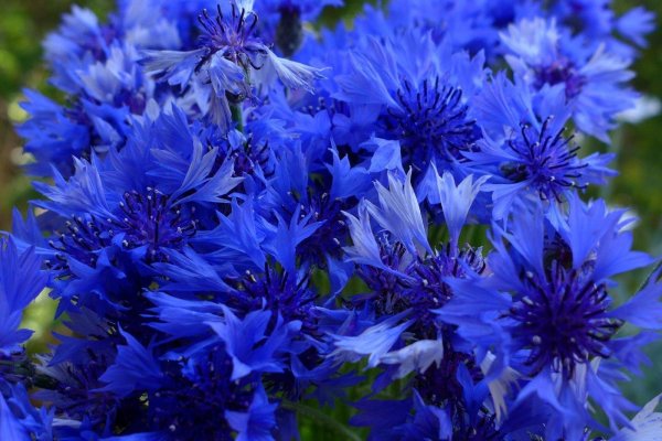 василек голубой