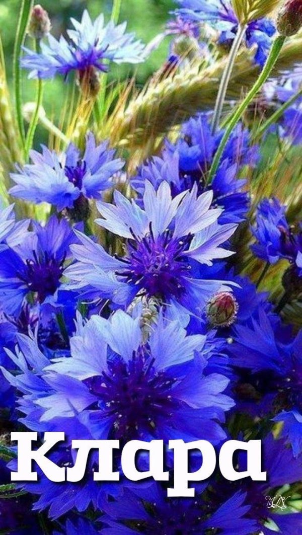 цветки василька