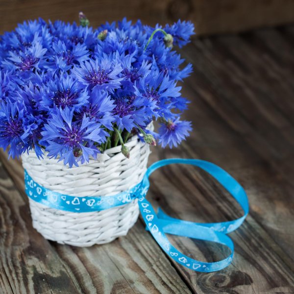 букет васильков