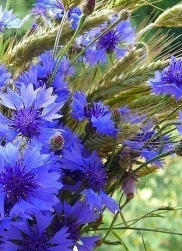 цветок полевой