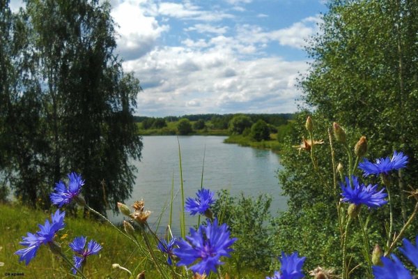 васильковое поле