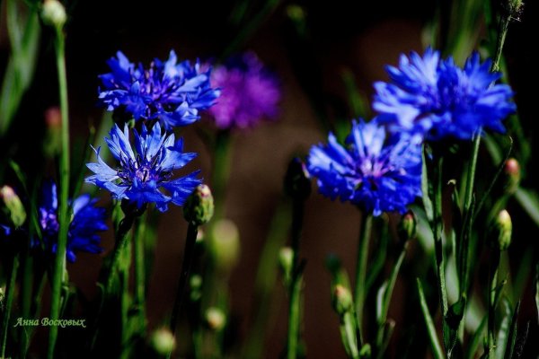 василек обыкновенный