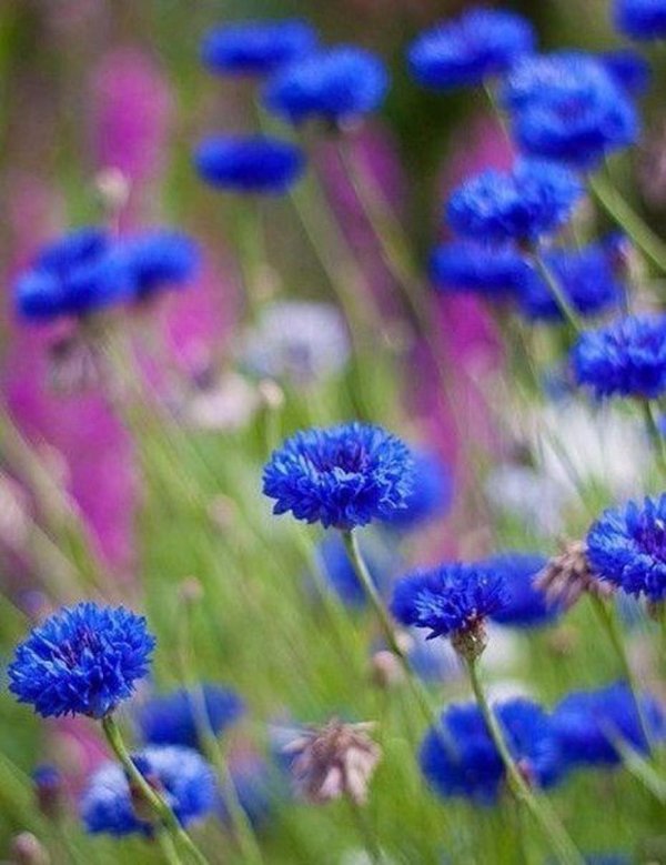 васильковое поле