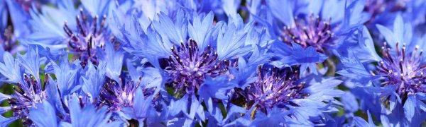 василек голубой