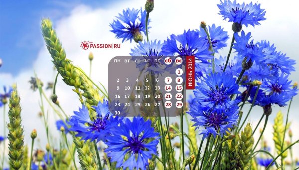 василек синий