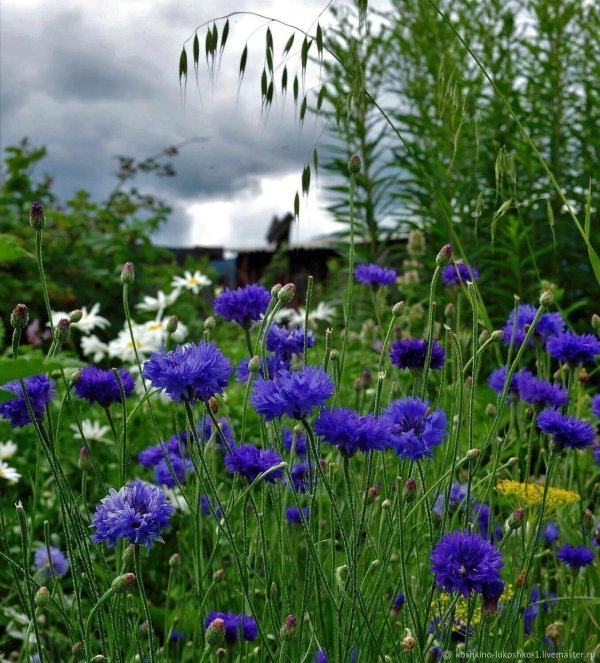 васильковое поле