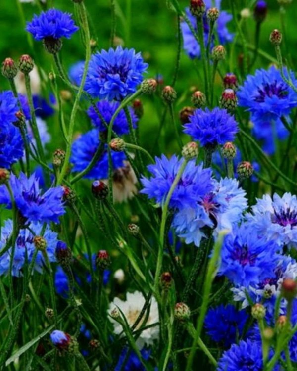 василек голубой