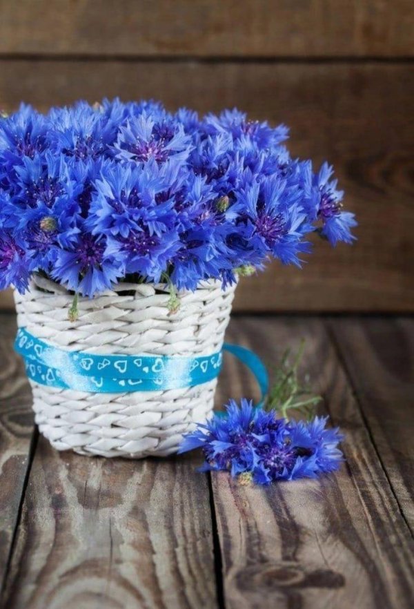 букет из васильков