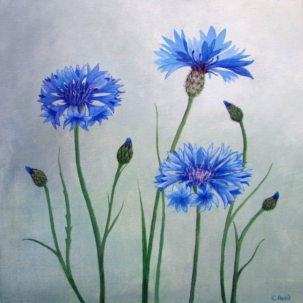 василек акварелью