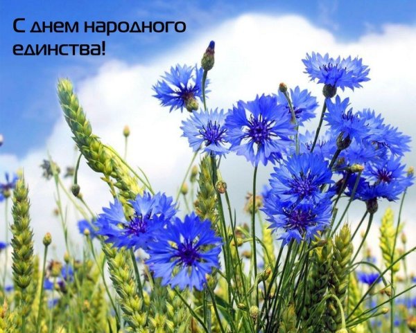 васильковое поле