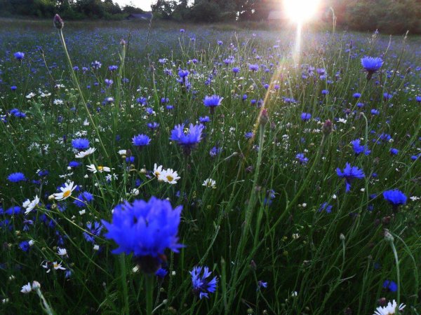 поле васильков