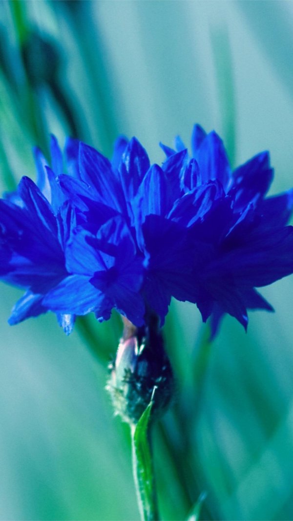 василек волошка