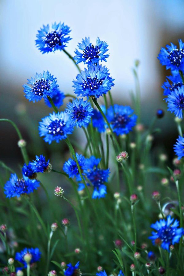 синие полевые цветы