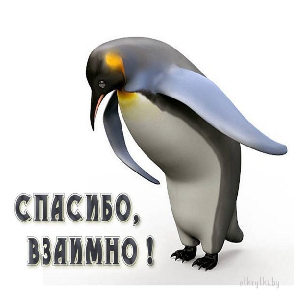 пингвин поклон
