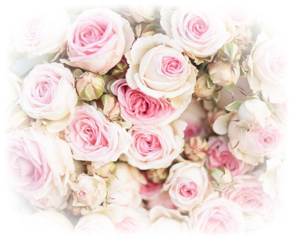 кустовая роза