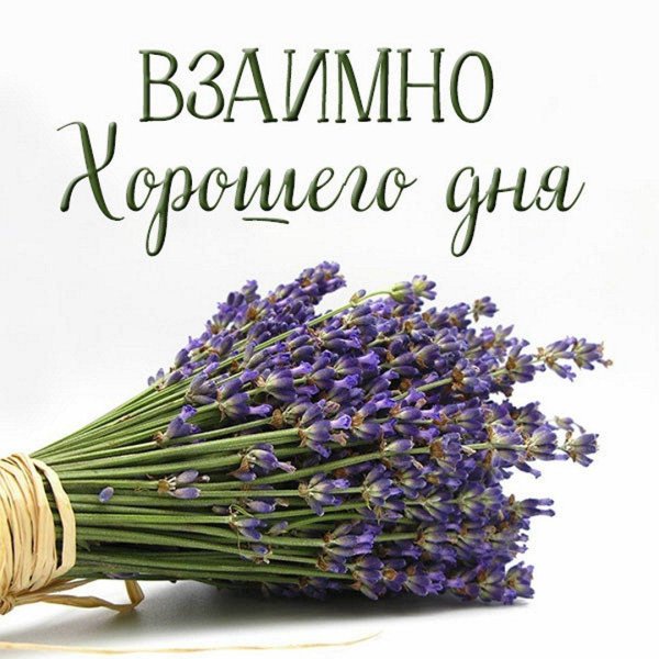 лаванда цветки