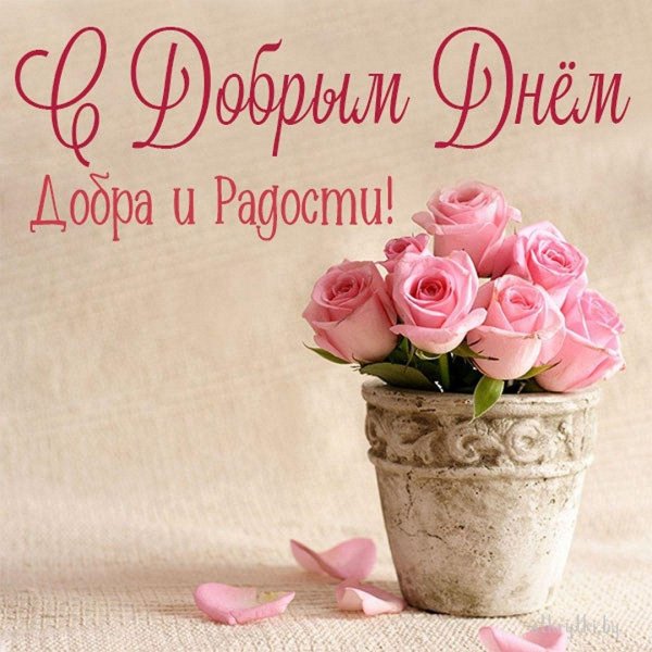 доброго утра розы