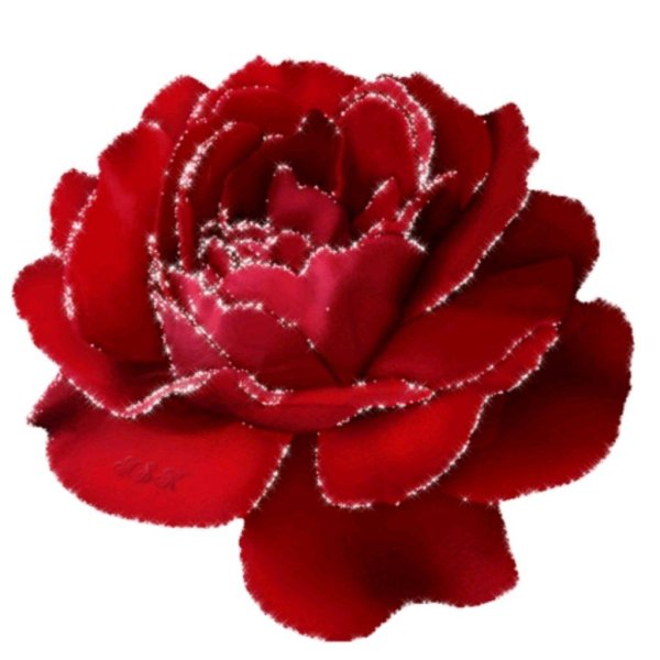 бордовая роза на прозрачном фоне