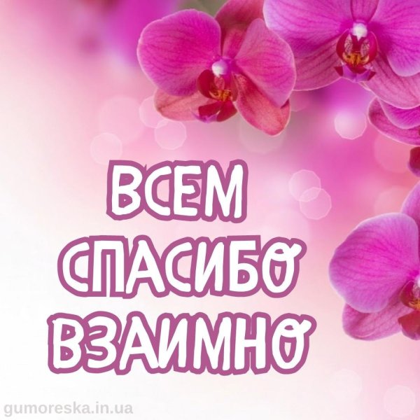 розовая орхидея