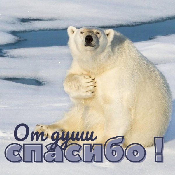 белая медведь