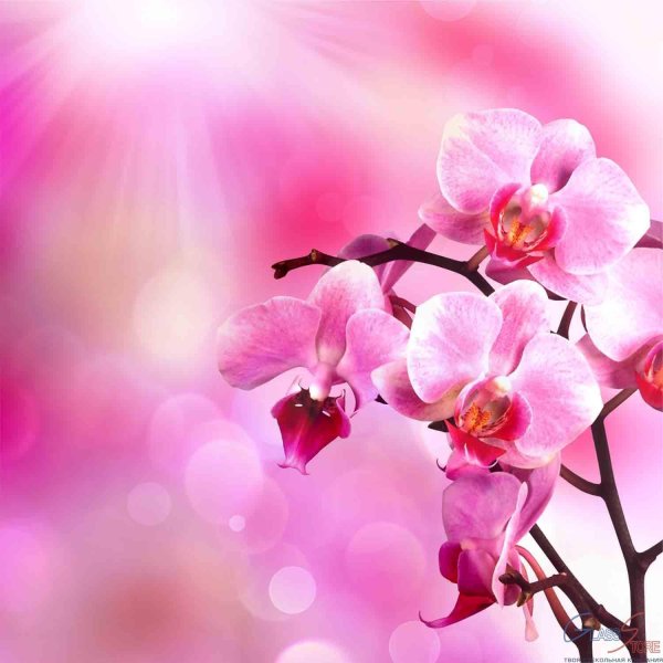 фаленопсис pink light