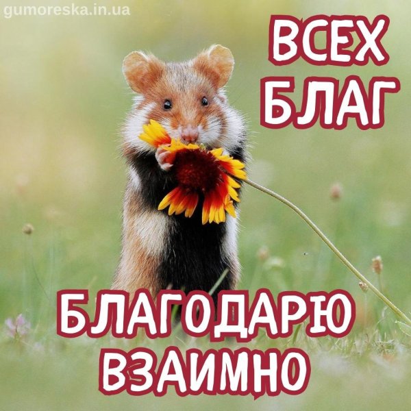 луговой хомяк