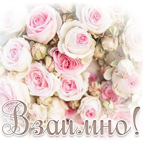 кустовые розы нежно розовые