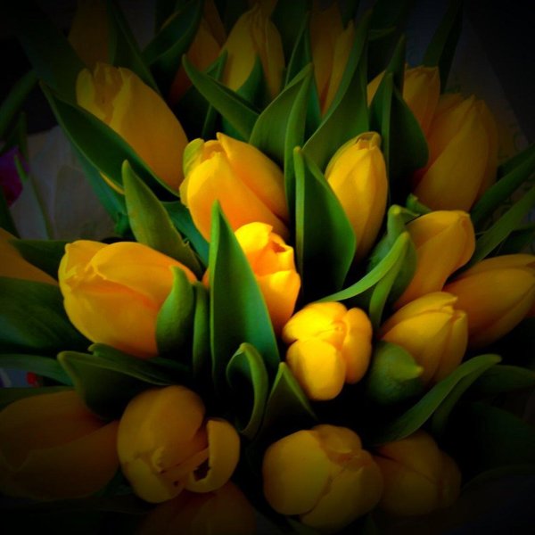 жëлтые тюльпаны