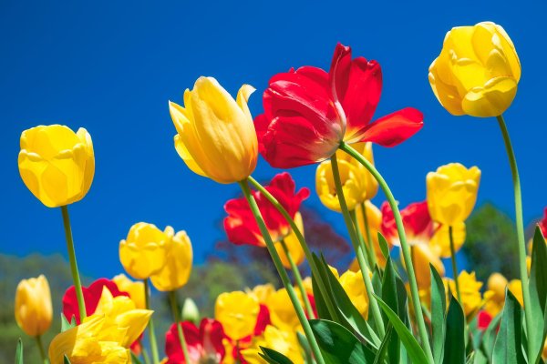 цветок тюльпан