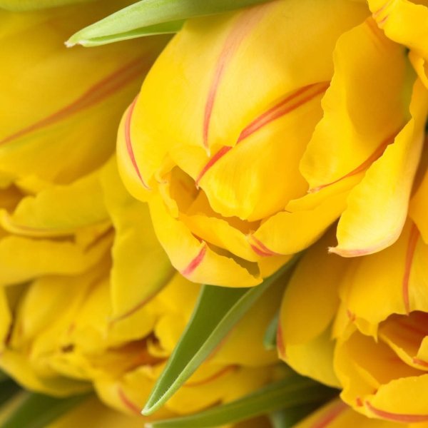 йеллоу флауэр