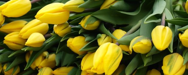 стронг голд тюльпан