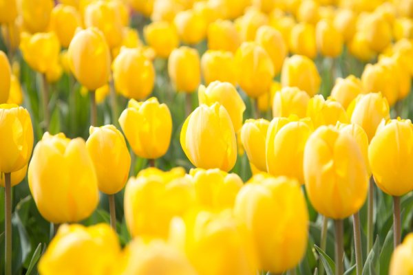 yellow tulip
