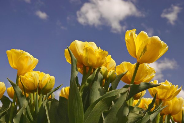 yellow tulip