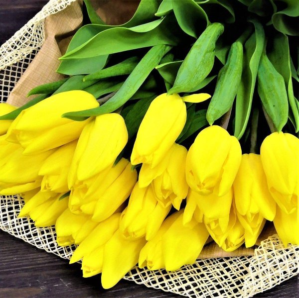 тюльпан лимончелло